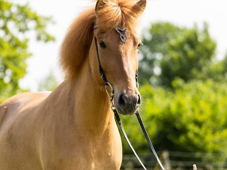 IJslander Merrie 6 Jaar 145 cm Falbe in Lehmrade