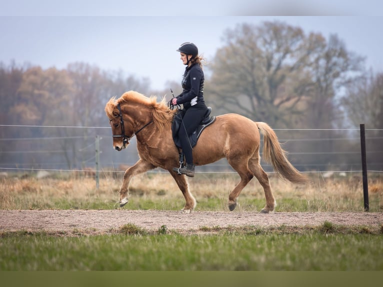 IJslander Merrie 6 Jaar 145 cm Falbe in Lehmrade