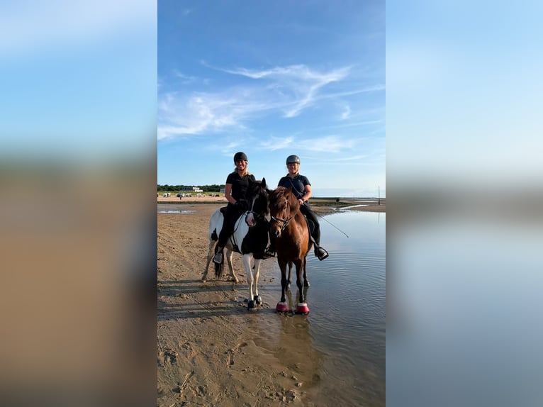 IJslander Merrie 6 Jaar 145 cm Gevlekt-paard in LeopoldshöheLeopoldshöhe