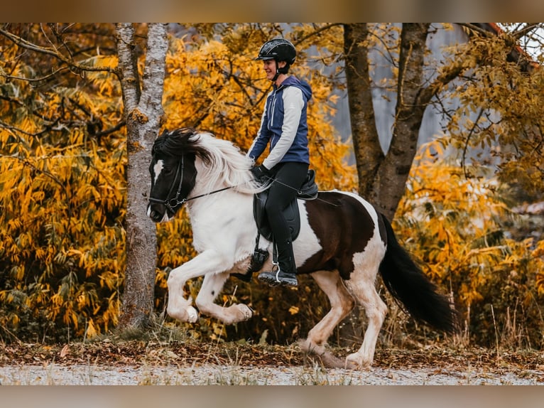 IJslander Merrie 6 Jaar 145 cm Gevlekt-paard in Taufkirchen an der Trattnach