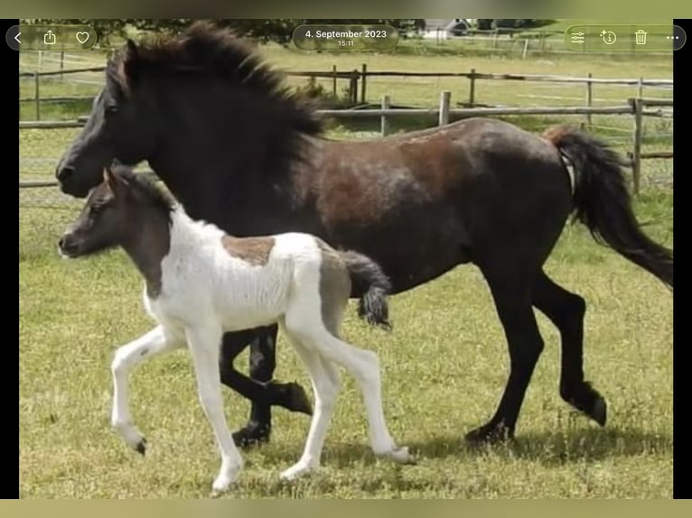 IJslander Merrie 6 Jaar 145 cm Gevlekt-paard in PenkVölkermarkt