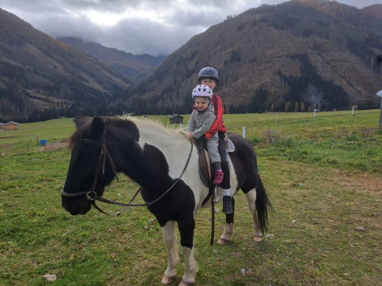 IJslander Merrie 6 Jaar  in Obertilliach