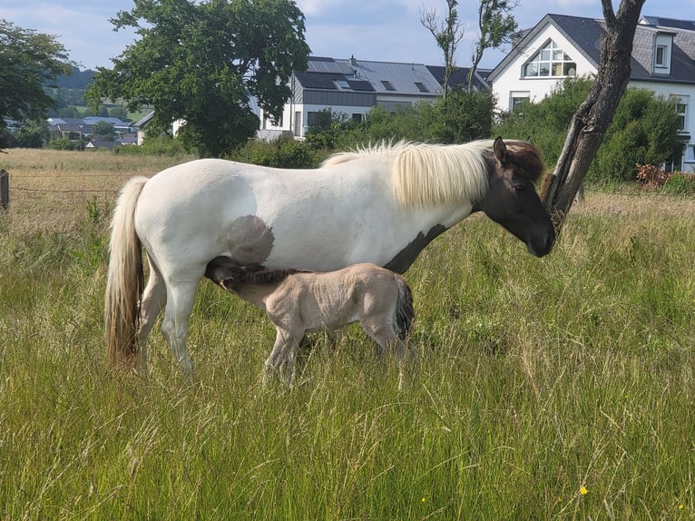 IJslander Merrie 6 Jaar Gevlekt-paard in tuntange