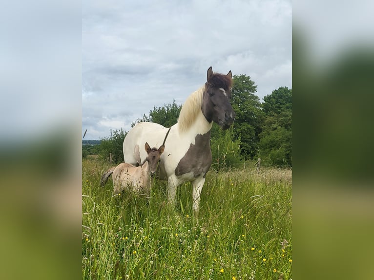 IJslander Merrie 6 Jaar Gevlekt-paard in tuntange