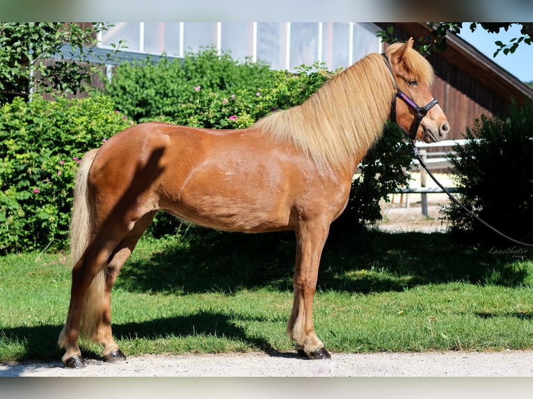 IJslander Merrie 6 Jaar Vos in Stra&#xDF;walchen