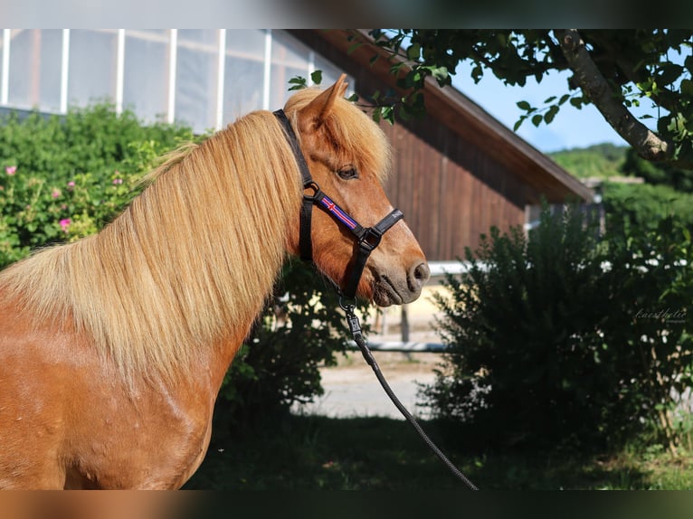 IJslander Merrie 6 Jaar Vos in Stra&#xDF;walchen