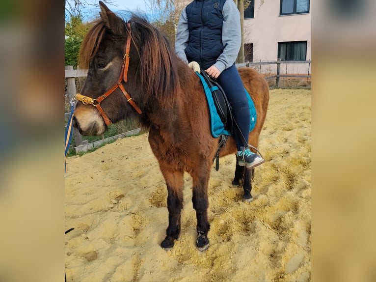 IJslander Merrie 6 Jaar Zwartbruin in Markersdorf