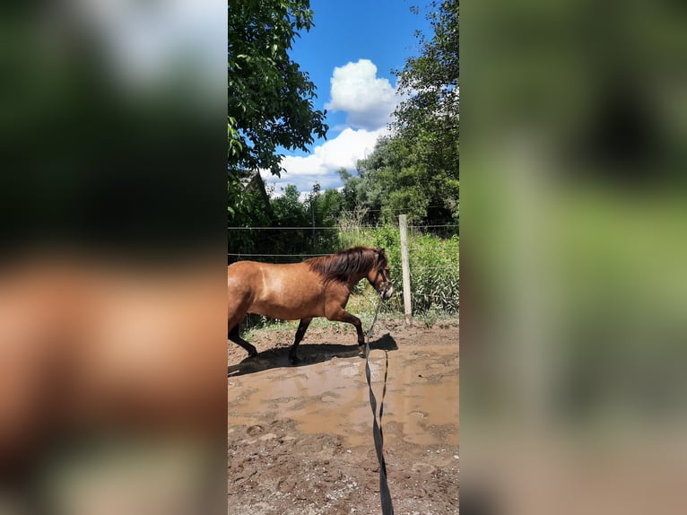 IJslander Merrie 7 Jaar 130 cm Buckskin in Emmendingen