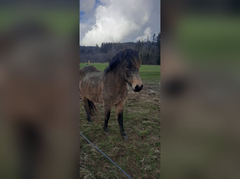 IJslander Merrie 7 Jaar 130 cm Buckskin in Emmendingen