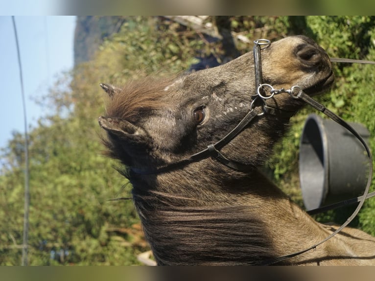 IJslander Merrie 7 Jaar 130 cm Buckskin in Emmendingen