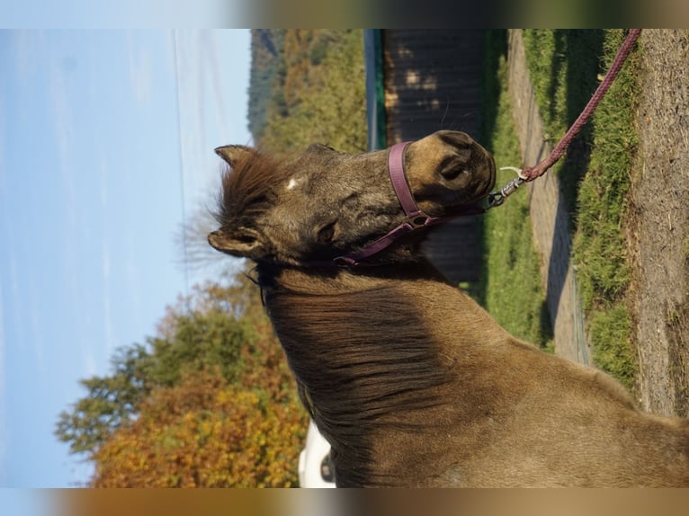 IJslander Merrie 7 Jaar 130 cm Buckskin in Emmendingen