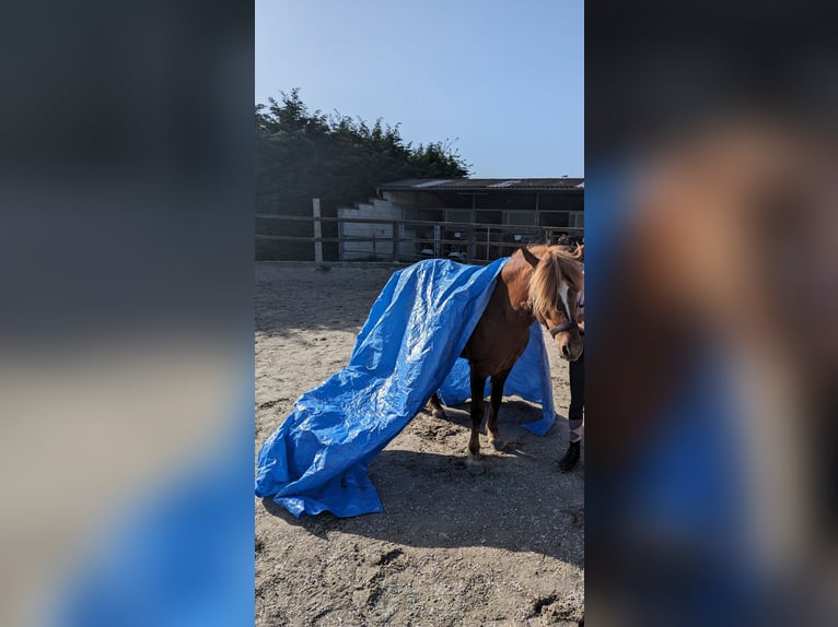 IJslander Mix Merrie 7 Jaar 133 cm Vos in Titz