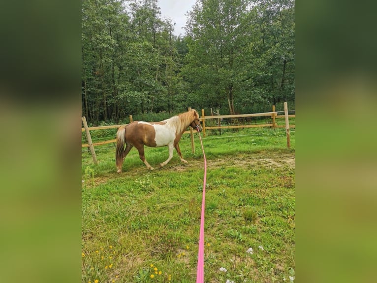 IJslander Merrie 7 Jaar 134 cm Gevlekt-paard in Nonnweiler