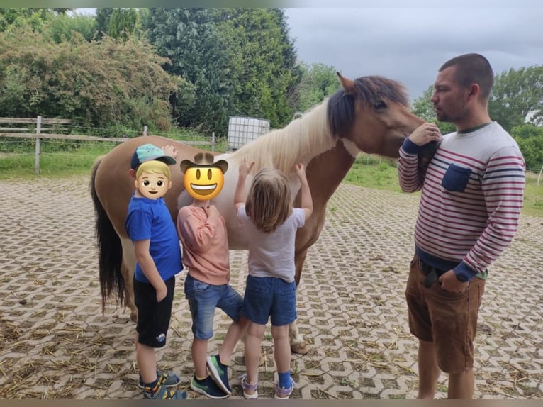 IJslander Merrie 7 Jaar 134 cm Gevlekt-paard in Lemgo