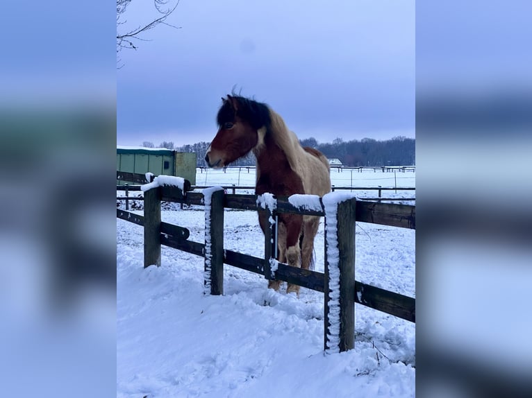 IJslander Merrie 7 Jaar 134 cm Gevlekt-paard in Lemgo