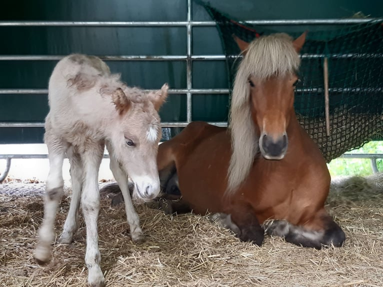 IJslander Merrie 7 Jaar 136 cm in Hofstetten b.Brienz