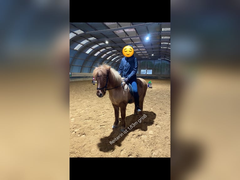 IJslander Merrie 7 Jaar 136 cm Vos in Saarbrücken