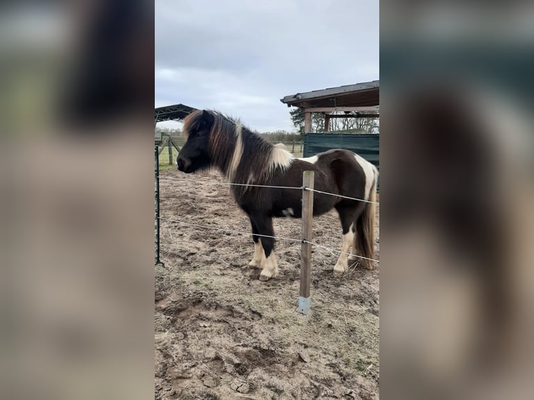 IJslander Merrie 7 Jaar 137 cm Gevlekt-paard in Nuthe-Urstromtal