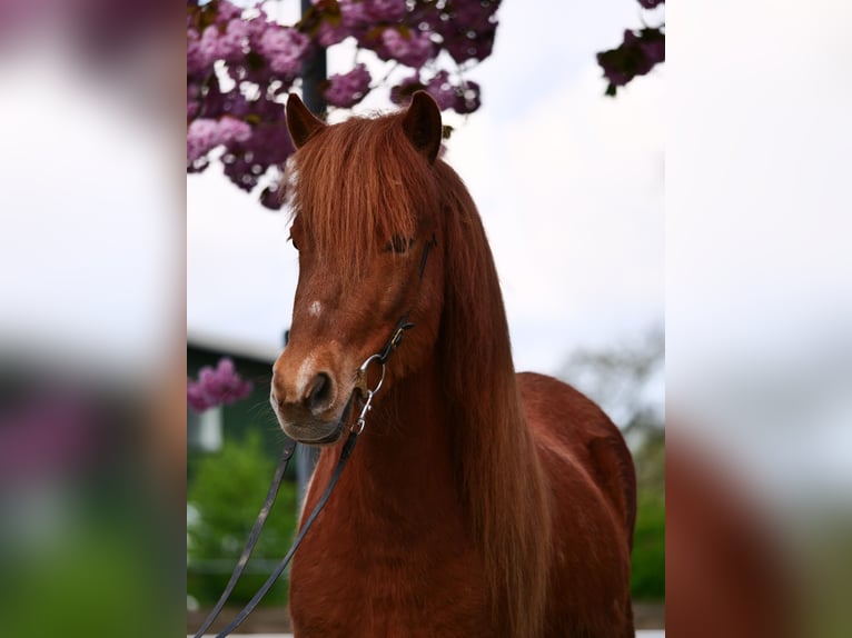 IJslander Merrie 7 Jaar 137 cm Gevlekt-paard in Stapelfeld