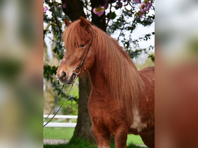 IJslander Merrie 7 Jaar 137 cm Gevlekt-paard in Stapelfeld