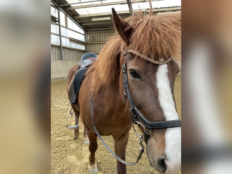 IJslander Merrie 7 Jaar 138 cm Donkere-vos in Bestwig