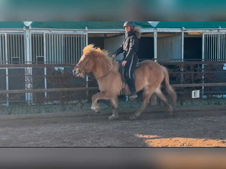 IJslander Merrie 7 Jaar 138 cm Falbe in Fronreute