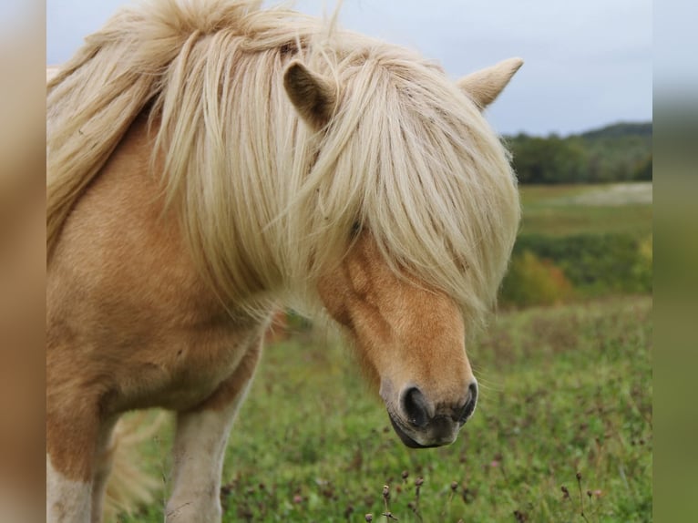 IJslander Merrie 7 Jaar 138 cm Gevlekt-paard in Saarland