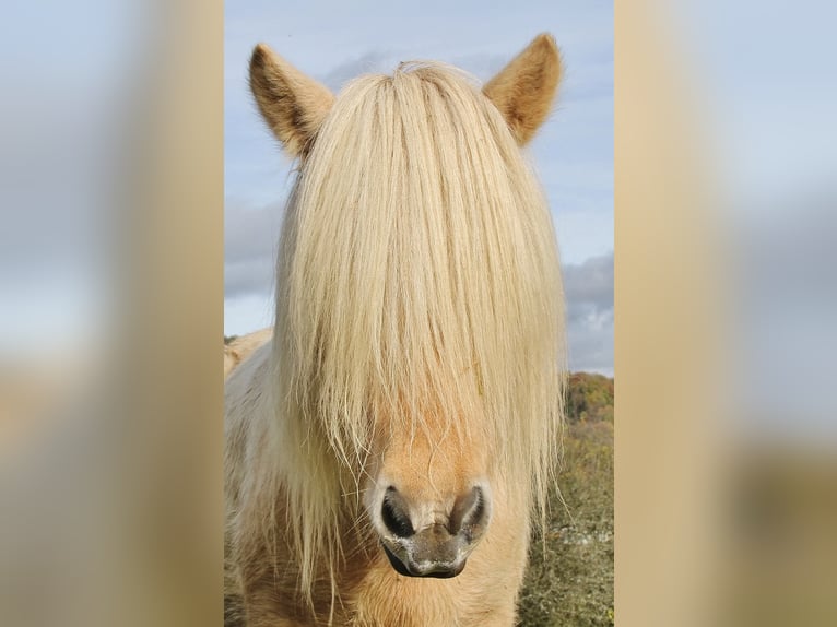 IJslander Merrie 7 Jaar 138 cm Gevlekt-paard in Saarland