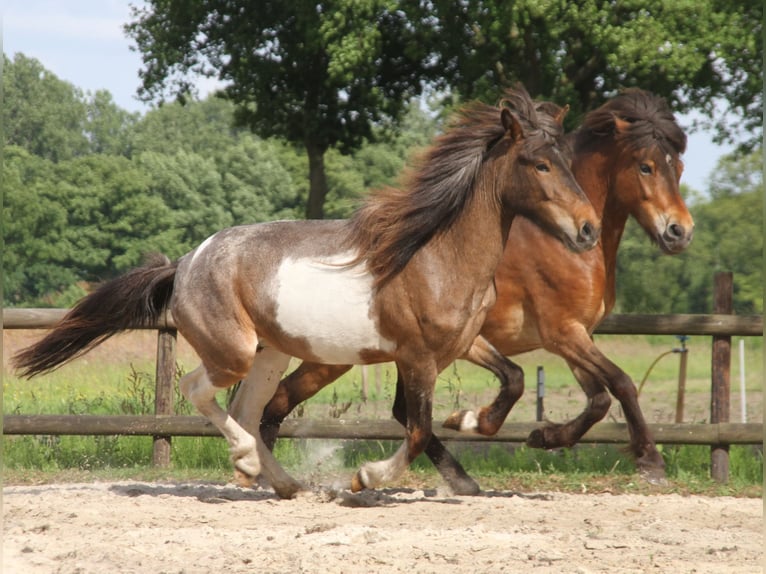IJslander Merrie 7 Jaar 138 cm Gevlekt-paard in S&#xFC;dlohn