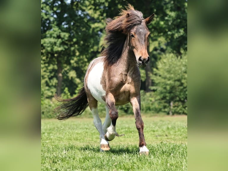 IJslander Merrie 7 Jaar 138 cm Gevlekt-paard in S&#xFC;dlohn