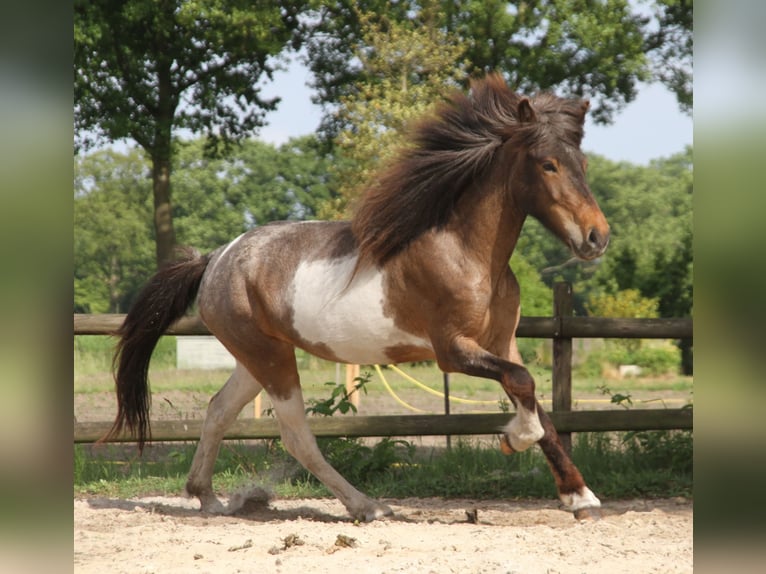 IJslander Merrie 7 Jaar 138 cm Gevlekt-paard in S&#xFC;dlohn