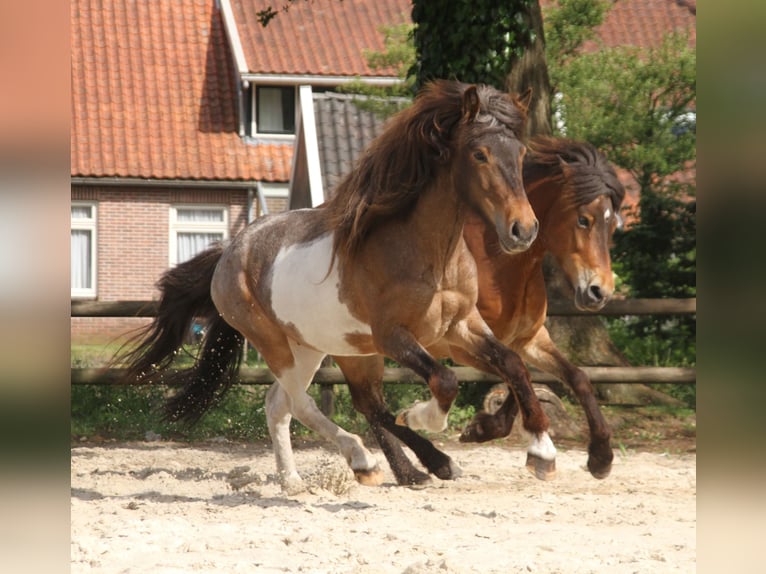 IJslander Merrie 7 Jaar 138 cm Gevlekt-paard in S&#xFC;dlohn