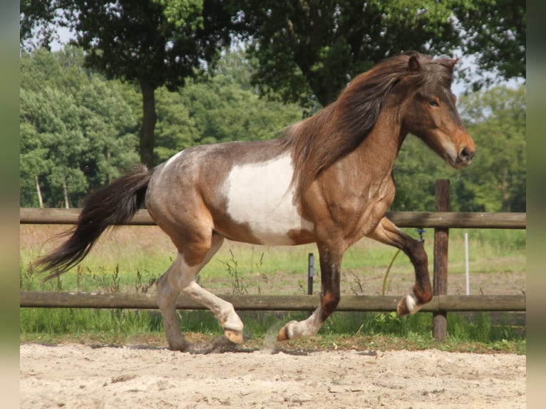 IJslander Merrie 7 Jaar 138 cm Gevlekt-paard in S&#xFC;dlohn