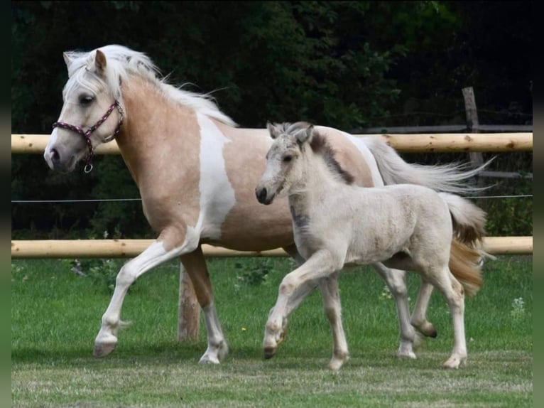 IJslander Merrie 7 Jaar 138 cm Palomino in Kirchnüchel