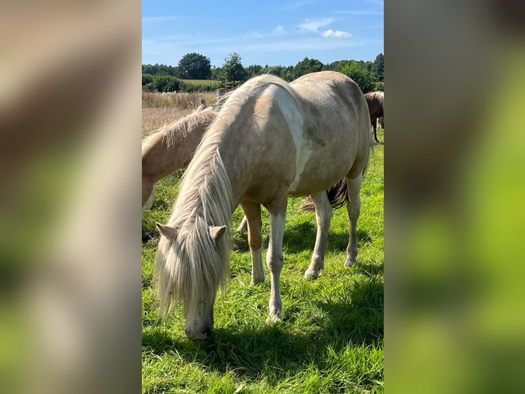 IJslander Merrie 7 Jaar 138 cm Palomino in Kirchnüchel
