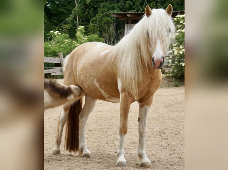 IJslander Merrie 7 Jaar 138 cm Palomino in Kirchnüchel