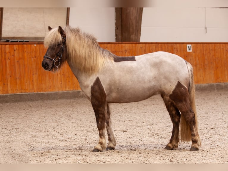 IJslander Merrie 7 Jaar 138 cm  in Niebüll