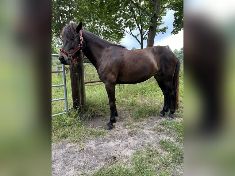 IJslander Merrie 7 Jaar 139 cm Bruin in Rheinsberg OT