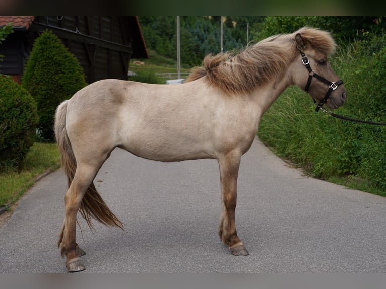 IJslander Merrie 7 Jaar 139 cm Falbe in Gengenbach