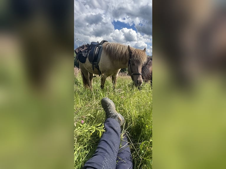 IJslander Merrie 7 Jaar 139 cm Falbe in Gengenbach