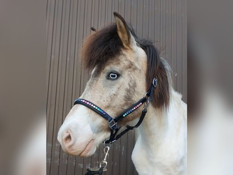 IJslander Merrie 7 Jaar 139 cm Gevlekt-paard in Saarland