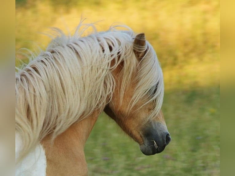 IJslander Merrie 7 Jaar 139 cm Gevlekt-paard in Saarland
