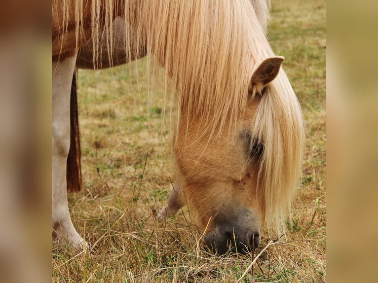 IJslander Merrie 7 Jaar 139 cm Gevlekt-paard in Saarland