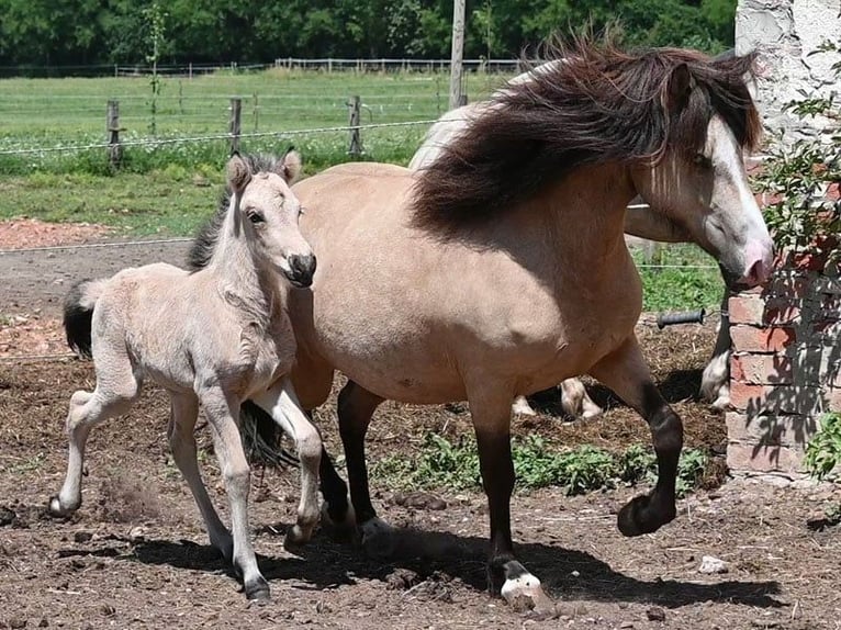 IJslander Merrie 7 Jaar 140 cm Buckskin in Land-Übelbach