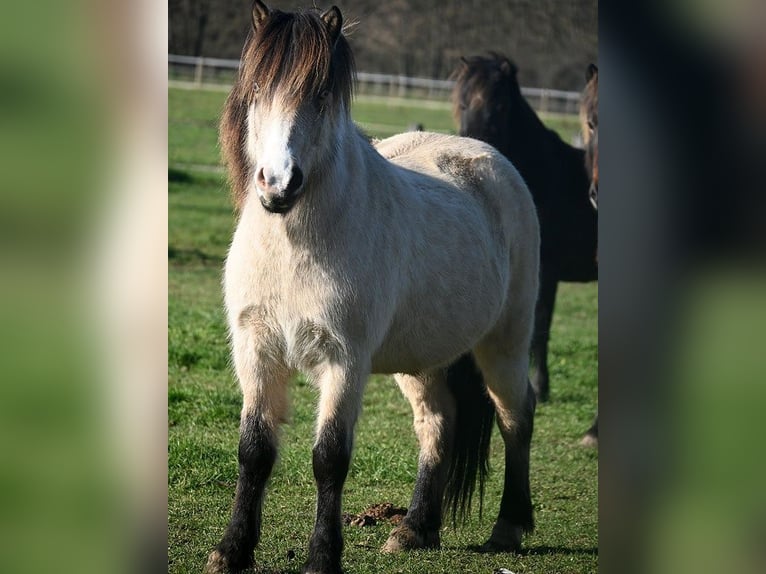 IJslander Merrie 7 Jaar 140 cm Buckskin in Land-Übelbach