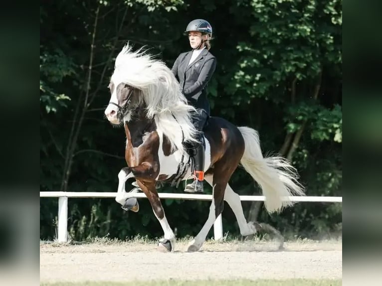 IJslander Merrie 7 Jaar 140 cm Buckskin in Land-Übelbach