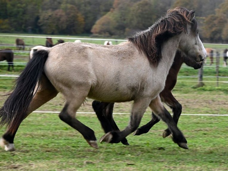 IJslander Merrie 7 Jaar 140 cm Buckskin in Land-Übelbach