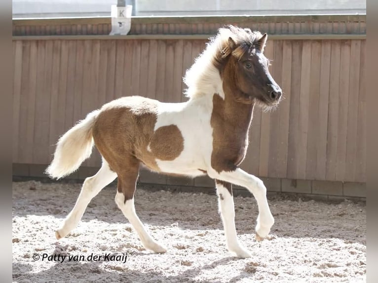 IJslander Merrie 7 Jaar 140 cm Gevlekt-paard in Dreumel