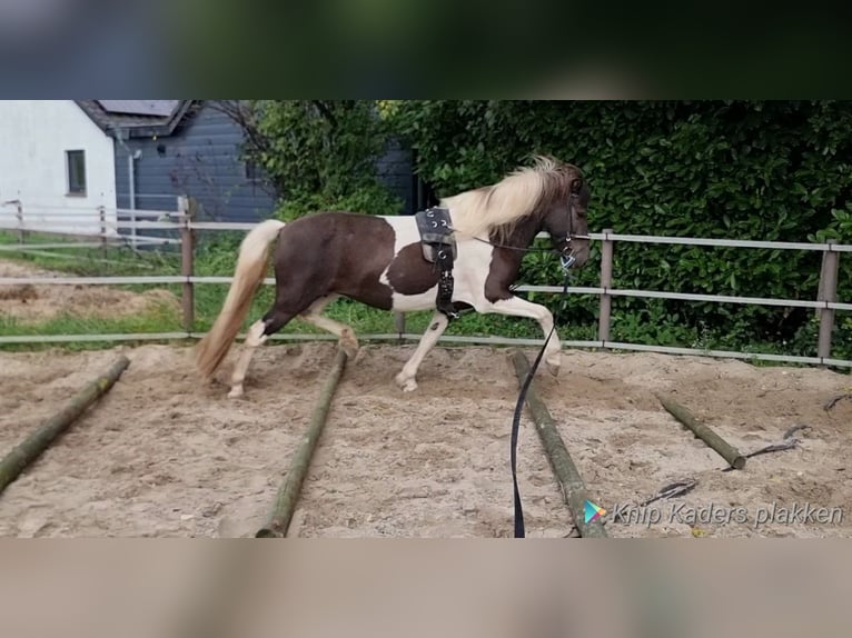IJslander Merrie 7 Jaar 140 cm Gevlekt-paard in Dreumel