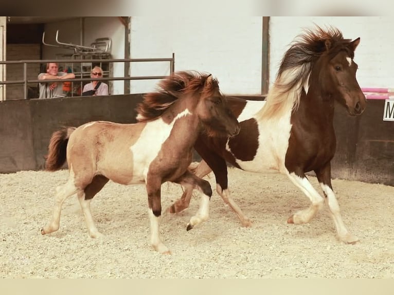 IJslander Merrie 7 Jaar 140 cm Gevlekt-paard in Dreumel